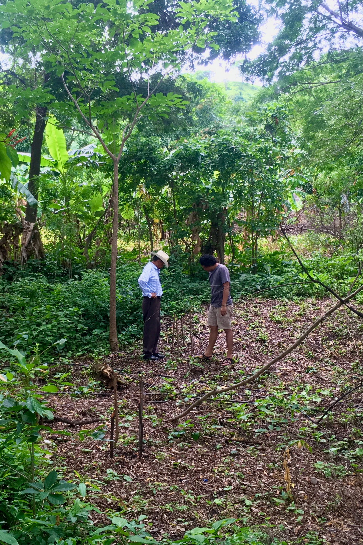 Marlon and his father inspect an area where young trees are being planted to rebuild the forest canopy