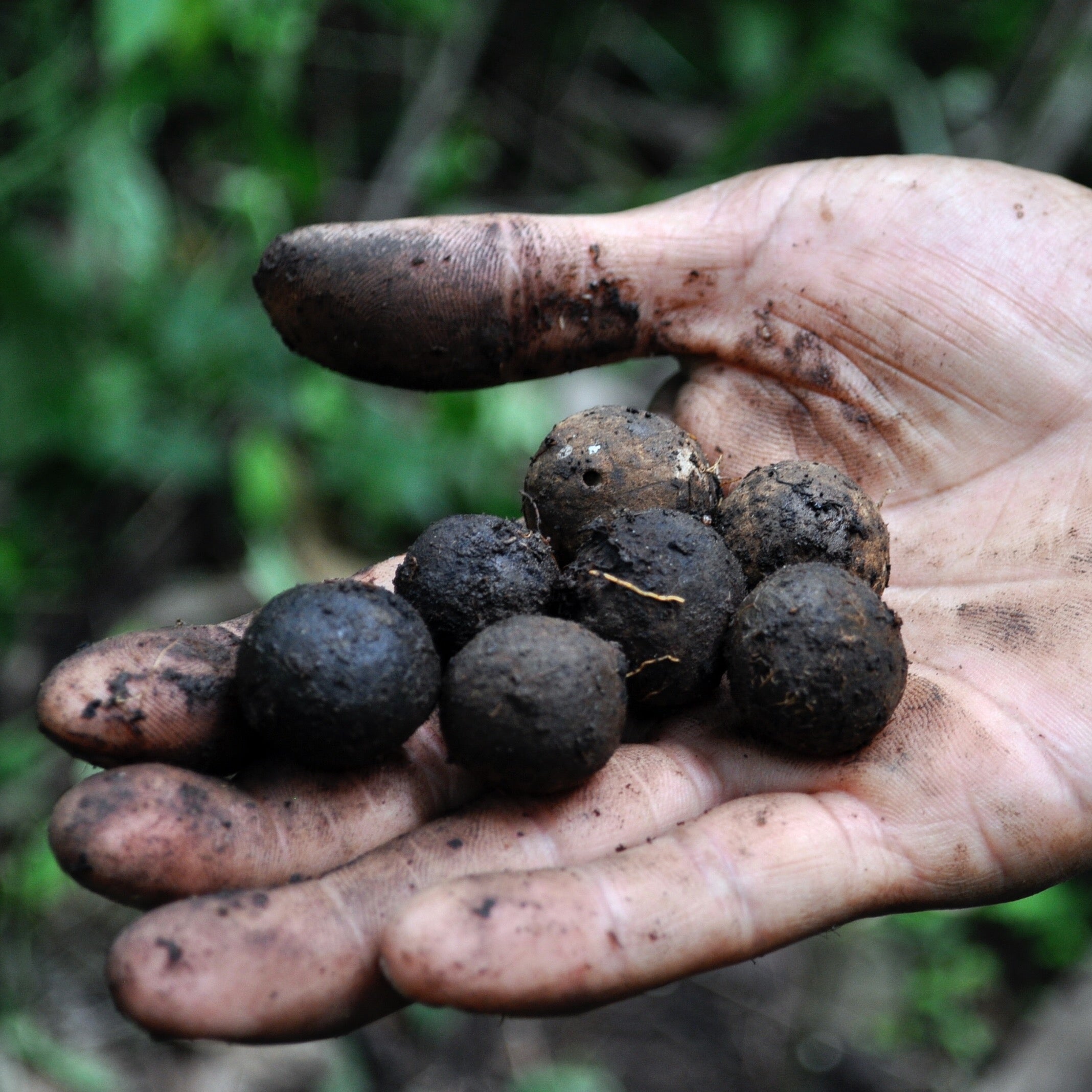 Coyol seeds hand collected in Nicaragua, a unique material similar to ebony