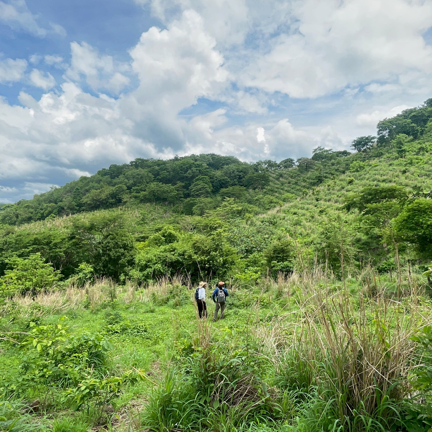 Reforestation in Nicaragua, Cerro Quizaltepe, San Lorenzo, Boaco